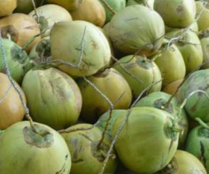 Buah Kelapa Bisa Mencegah Penuaan Dini