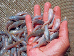 Dugaan Korupsi di Disnakan, Saat Dikonfirmasi Pihak Ketiga Bungkam