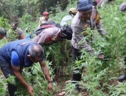 Polisi Temukan Ladang Ganja Seluas 1,5 Hektare di Lumajang