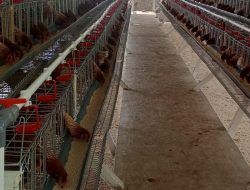 Pemdes Cileunca Kembangkan Ternak Ayam Petelor