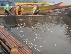 Cuaca Ekstrem Ribuan Ikan Keramba Mati