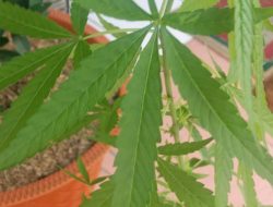 Satnarkoba Polresta Bandung Ungkap Tanam Ganja Rumahan