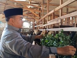 Dari Nol hingga Ratusan Ekor, Rizal Al Fatih Bangun Usaha Ternak di Cirebon